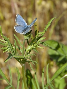Mission Blue butterfly-1