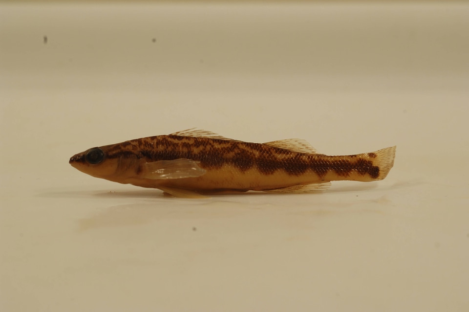 Percina peltata-1