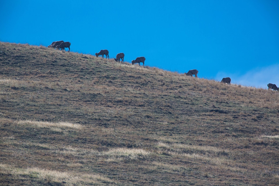 Bighorn sheep in distance
