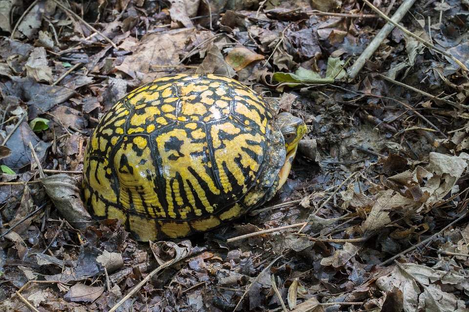 Eastern box turtle-2