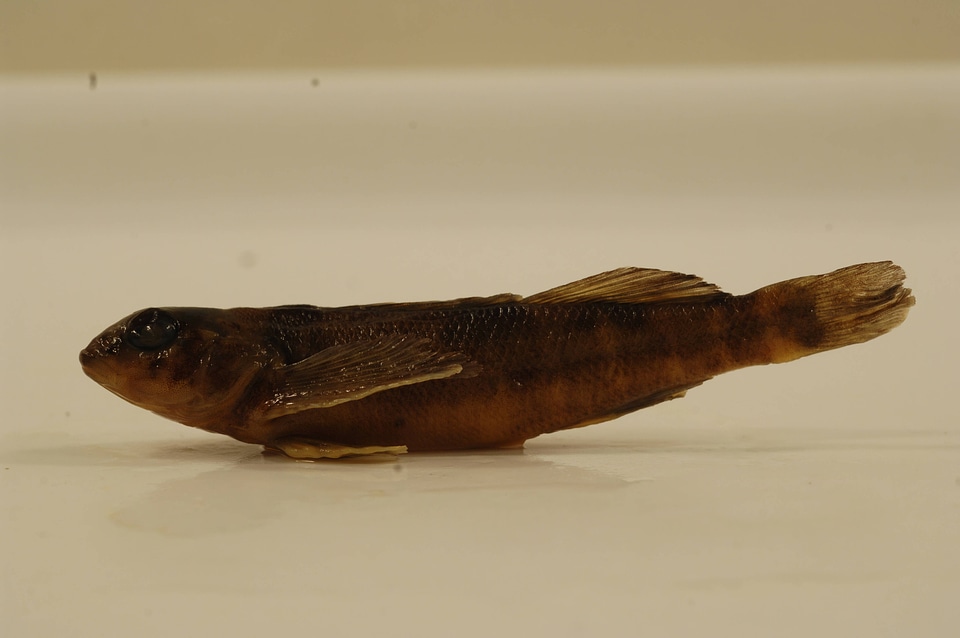 Etheostoma camurum-1