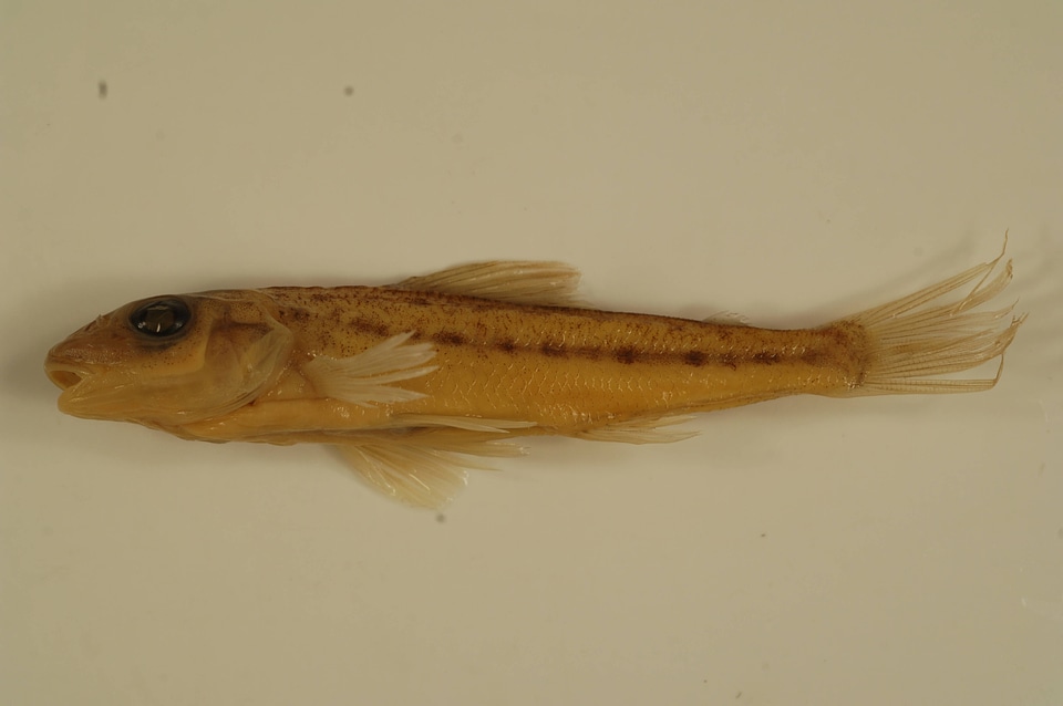 Percopsis omiscomaycus-1