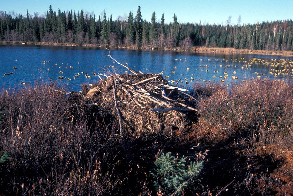 Beaver Lodge on Martin Lake