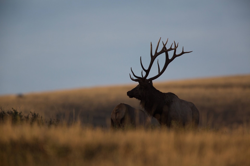 Bull Elk silhouette