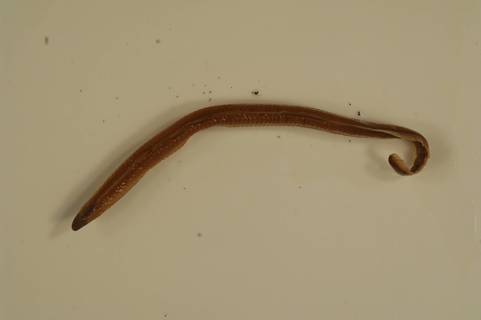 Lampetra sp.-1