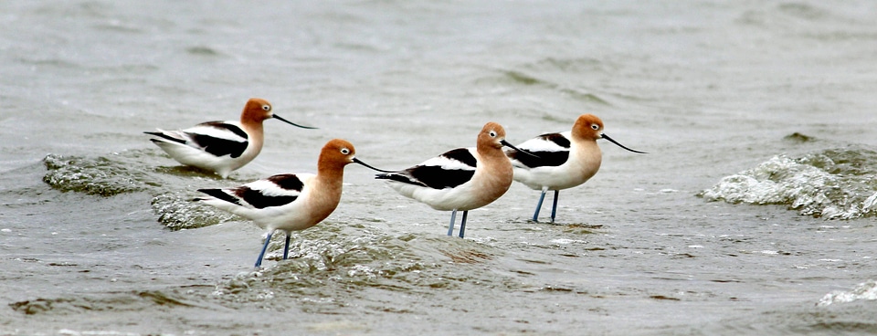 American Avocets-2