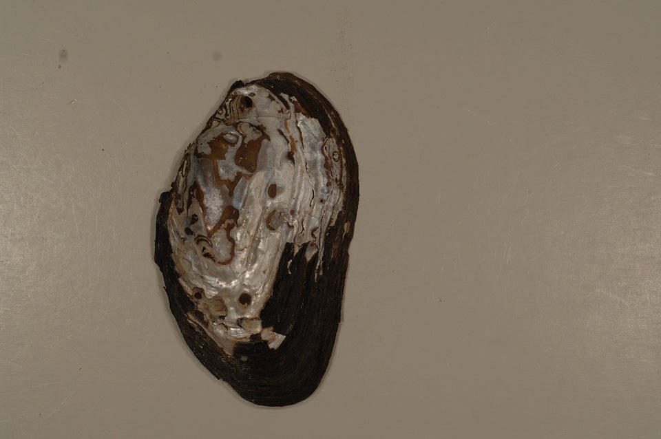 Elliptio complanata (outside)-2