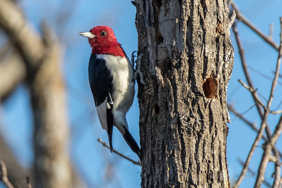 Red-headed Woodpecker-1