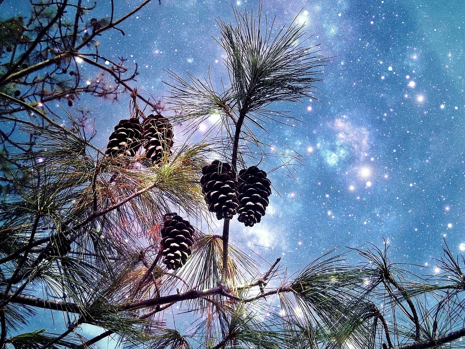 Tap pine cones tree
