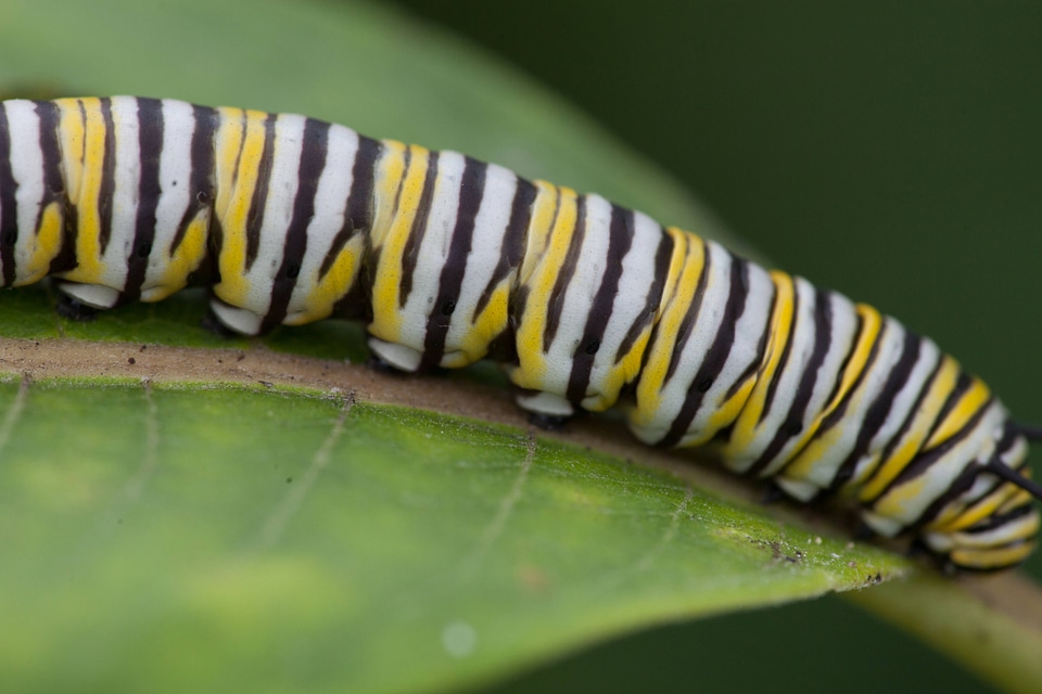 Monarch butterfly larvae feeding on milkweed-1