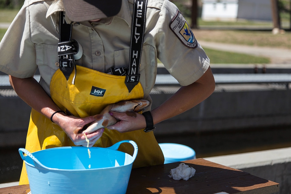 Biologists spawning trout-2