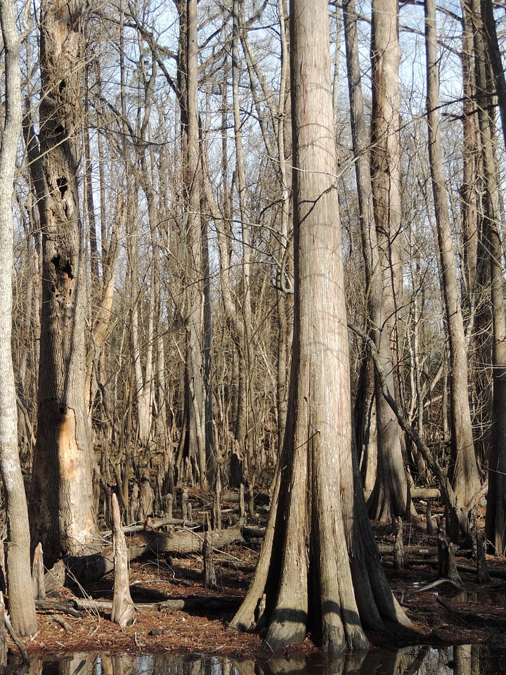Bottomland hardwood forest ecosystem-1