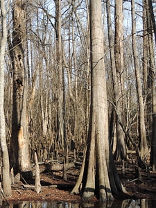 Bottomland hardwood forest ecosystem-1 photo