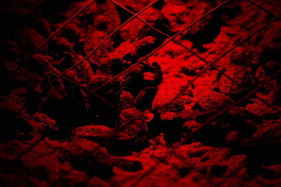 Baby loggerhead turtles hatching at night-1