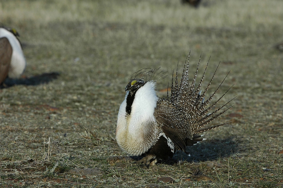 Greater sage-grouse-2