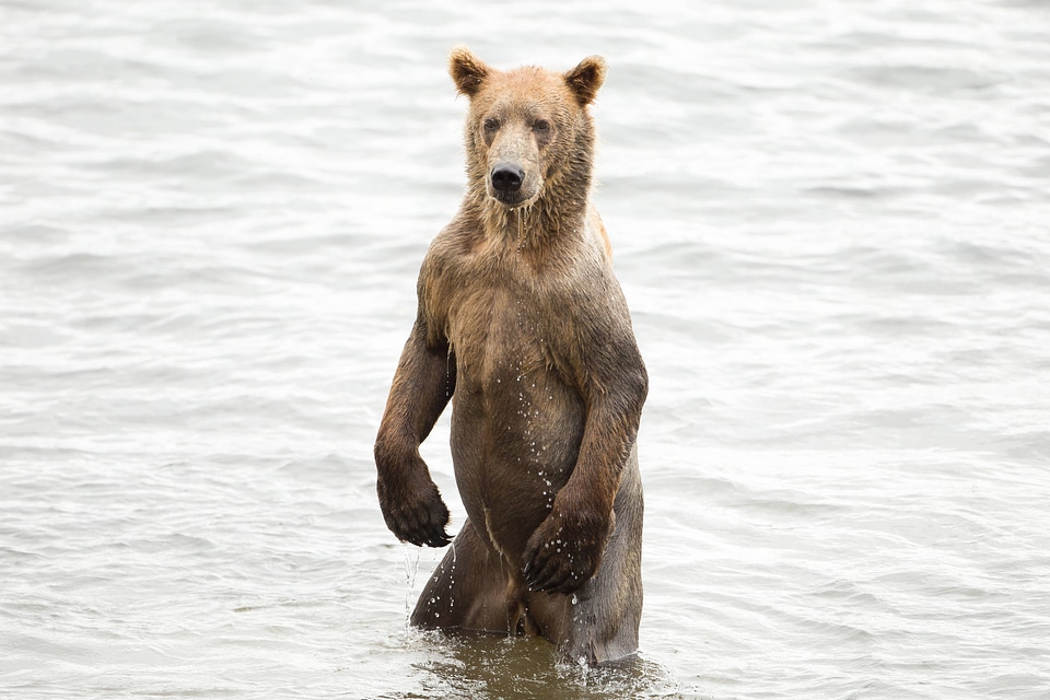 Kodiak brown bear-2