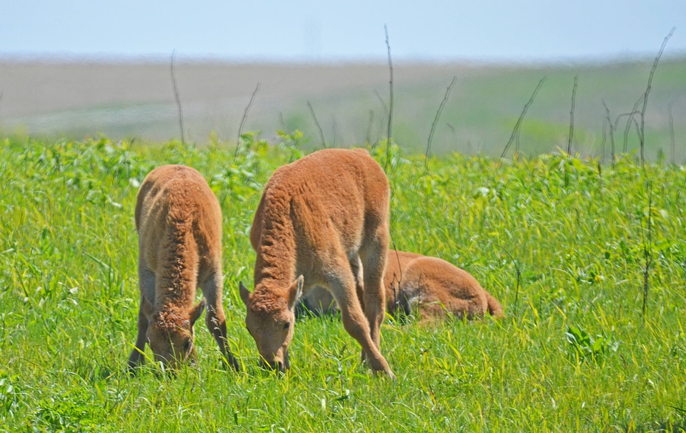 Bison calves grazing