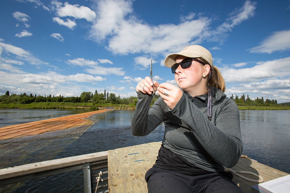 Biologists sample pacific salmon-1