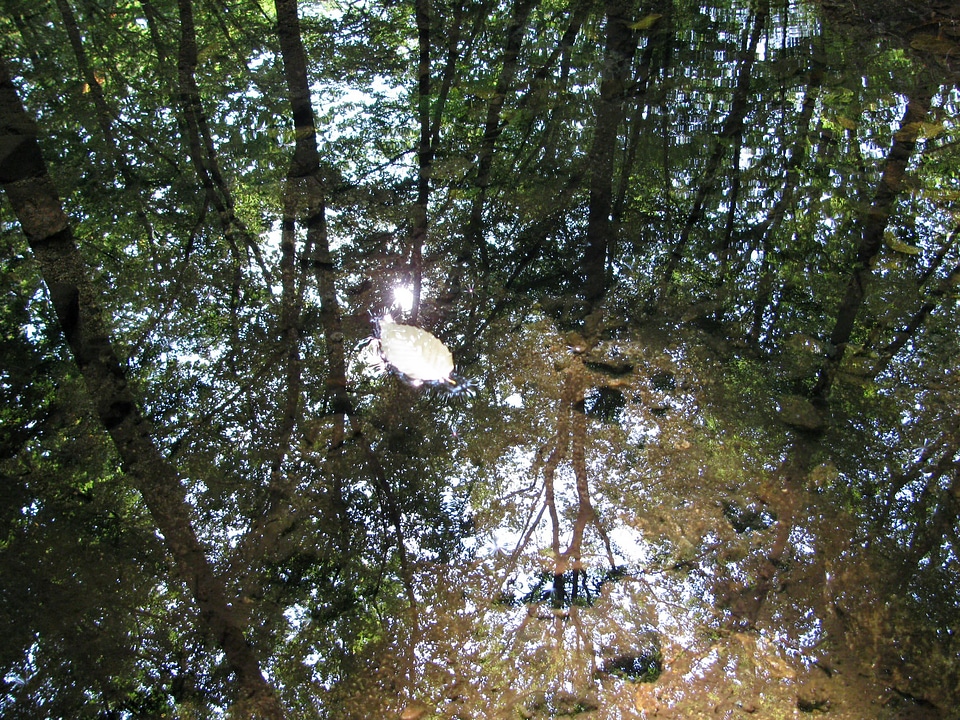 Reflexion water plant