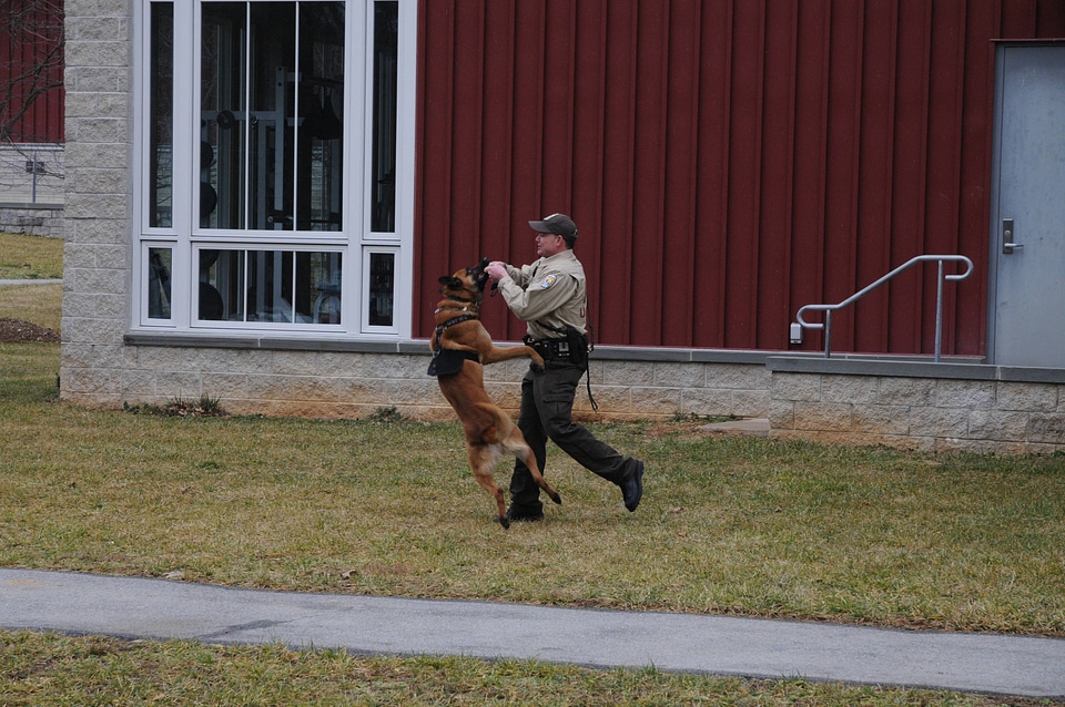K-9 officer demonstrating his partners ability to take command