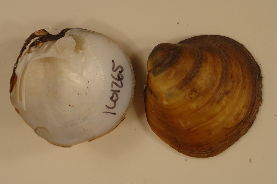 Amphinaias pustulosa-3