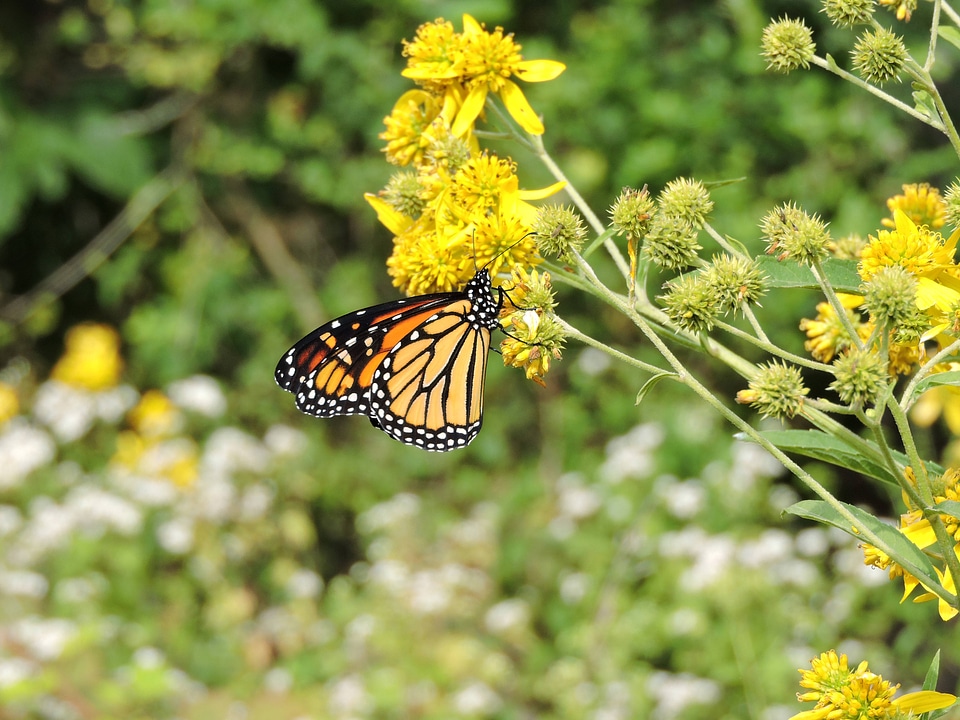 Monarch butterfly on yellow wildflower