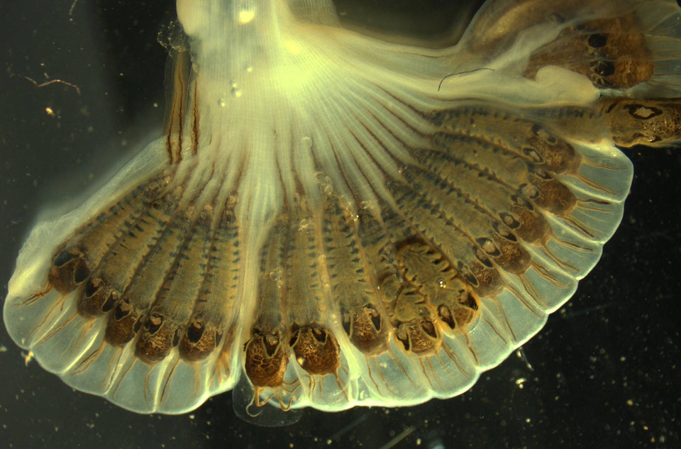 Demersal conglutinate of the fluted kidneyshell