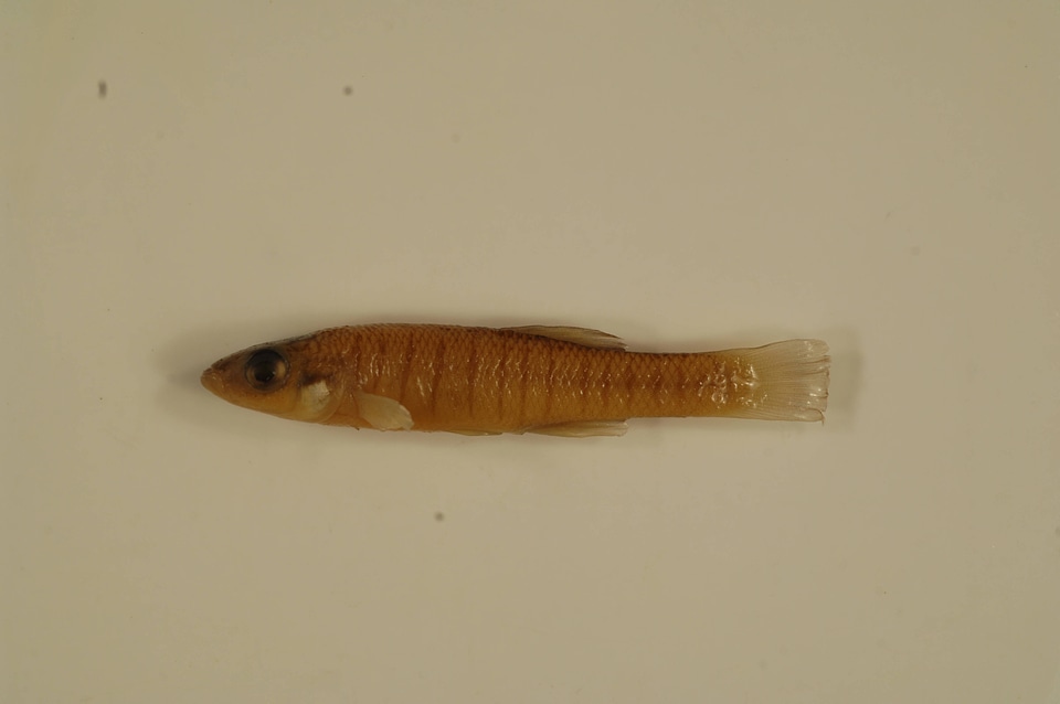 Fundulus diaphanus diaphanus-2