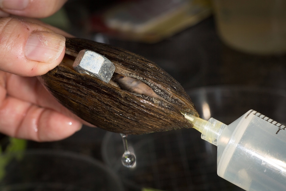 Extracting glochidia from freshwater mussel-1