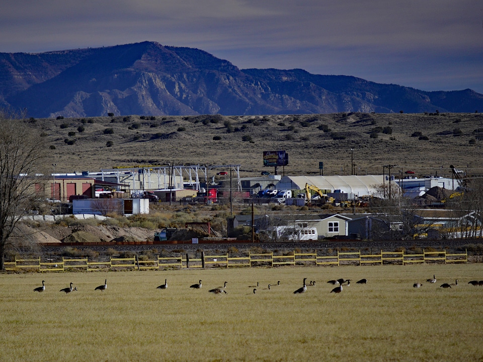 Geese in a field at Valle de Oro NWR with South Valley industrial buildings visible 