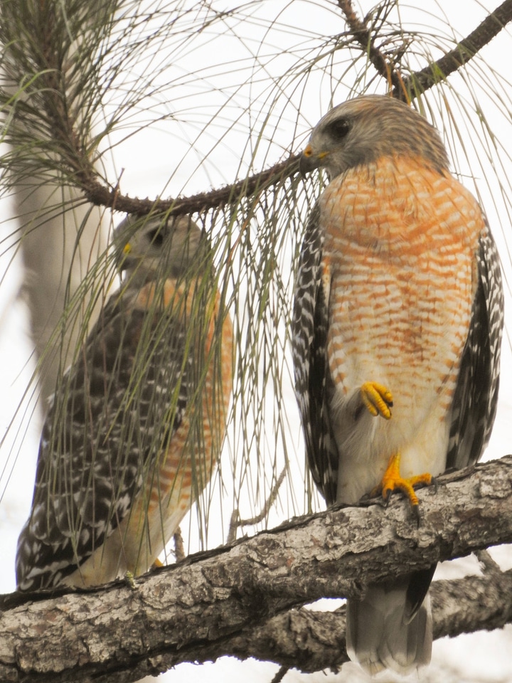 Red-shouldered Hawk pair