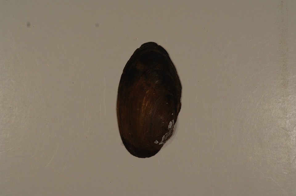 Pyganodon cataracta (outside)-1