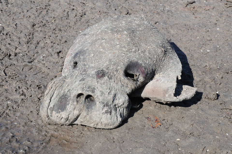 Dead Manatee on shore-2