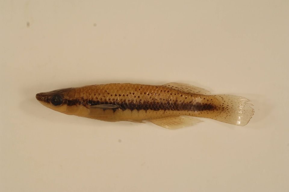 Fundulus olivaceus-1