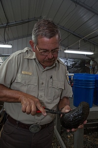 FWS biologist holds a purple bankclimber freshwater mussel-3