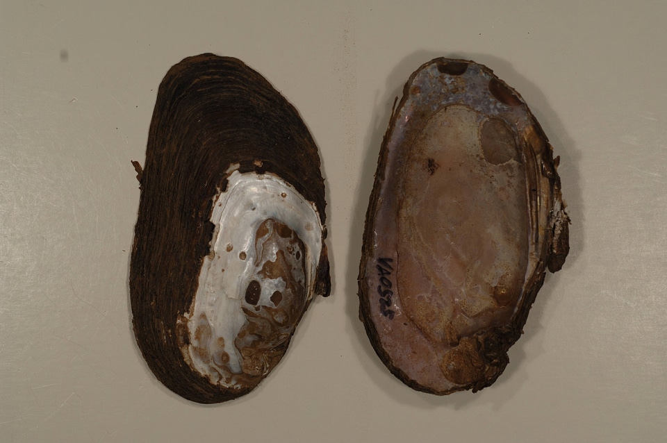 Elliptio complanata-1
