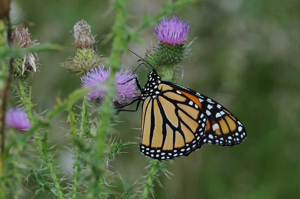 Monarch butterfly-2 photo