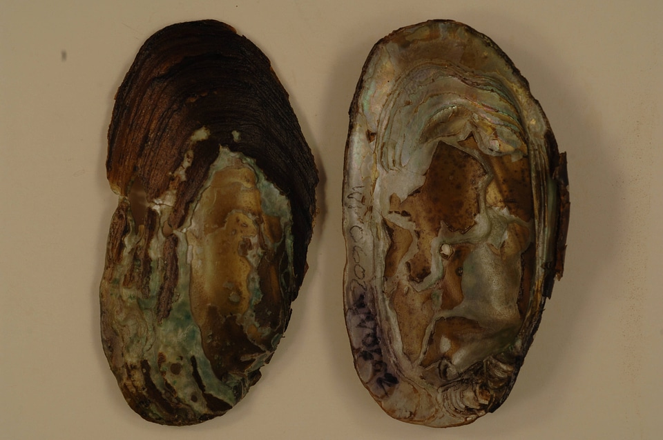Elliptio complanata-1