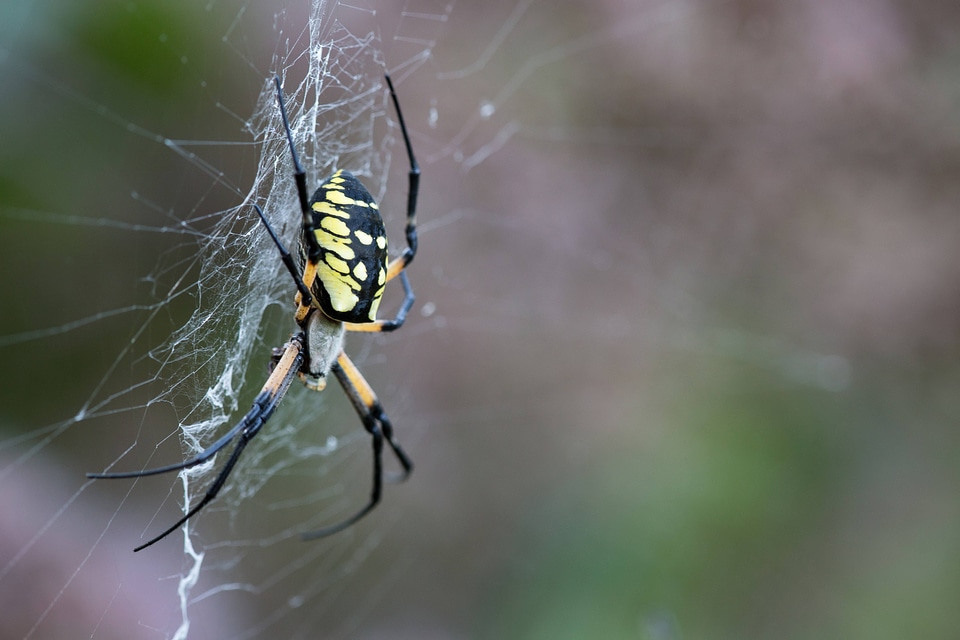 Black and yellow garden spider on web-2