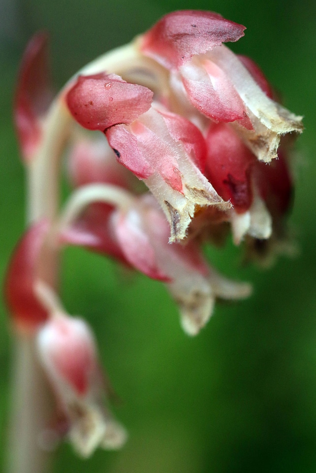Pinesap 