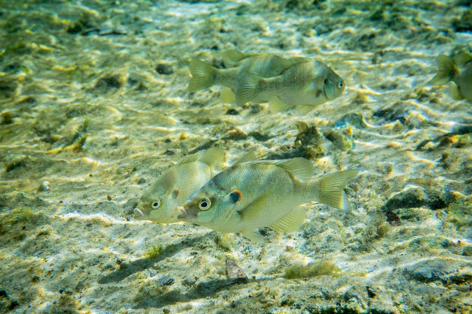 Redear sunfish school with other species of sunfish