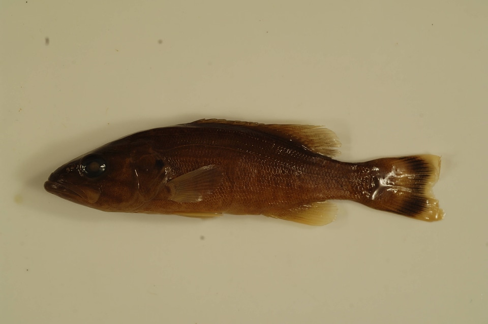 Micropterus dolomieu-1