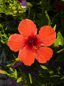 Hibiscus red mallorca