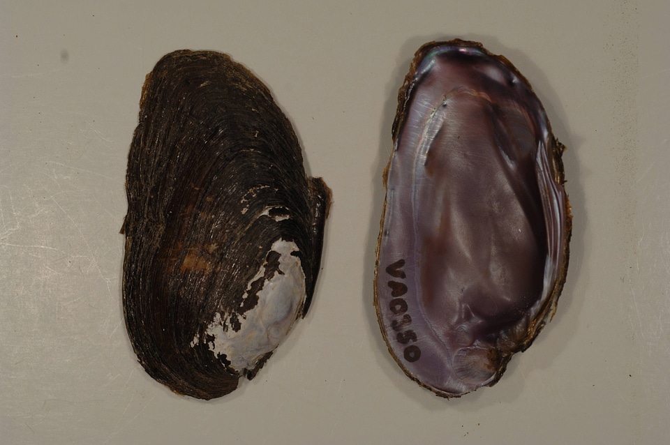 Elliptio dilatata-2