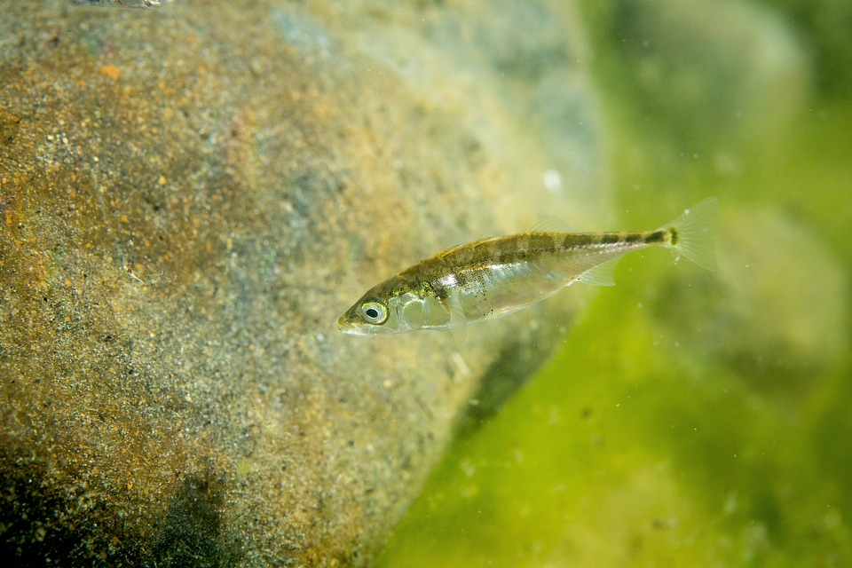 Threespine stickleback-2