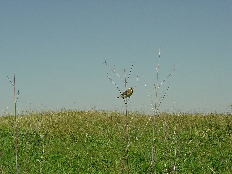 Dickcissel sitting in a tree at the Neal Smith National Wildlife Refuge