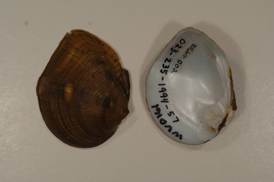 Obliquaria reflexa-1