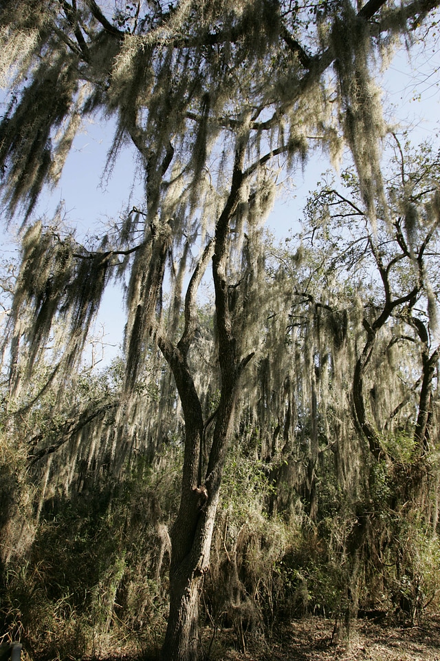 Spanish moss on a tree