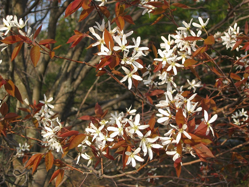 Flowering bloomins spring