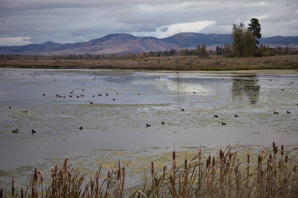 Waterfowl on a lake